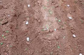 In a trench the potatoes would be spaced 18″ apart to allow room for the potatoes to grow between the vines. How To Grow Potatoes Wikifarmer