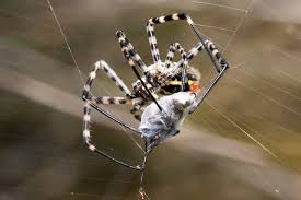 Why do spiders spin webs? How To Get Rid Of Spiders Diy Spider Control Inside Outside