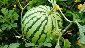 Bei mehr als 500 arten ist es aber gar nicht immer einfach, das passende für den eigenen garten. Melonen Pflanzen Was Beachten Bei Wassermelone Zuckermelone Co