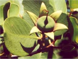 Image result for Sonneratiaceae