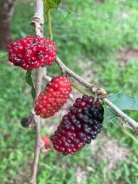 Image result for Morus indica