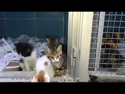 Avcilar Istanbul Kedi Barinagi Youtube