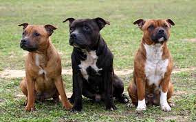4 Types Of Pitbulls And What Makes Them Different K9 Web