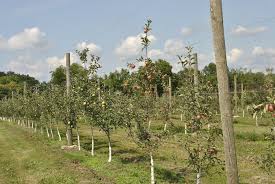 45,917 likes · 500 talking about this. Apple Trees Loaded With Fruit 2013 Starkbros Apple Tree Fruit Trees Fruit