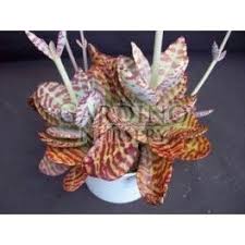 Kalanchoe Humilis Tiger Stripes Kalanchoe Tiger Stripes Cacti And Succulents Cactus Types