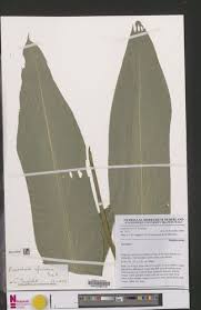 Image result for Renealmia africana