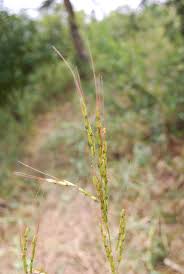 Image result for Oryza barthii