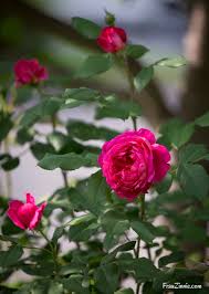 Minimum required purchase quantity for these notes is 1. Acclaimed Rosarian And Founder Of David Austin Roses Dies At 92 Frau Zinnie