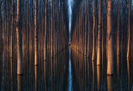 Pin By Irith Gubi On Fiori E Alberi Illusion Photography Beautiful Nature Pictures Abstract Photography