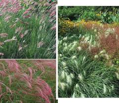 Pink crystals ruby grass, melinis nerviglumis 'savannah'. Great Grasses Garden Center Magazine