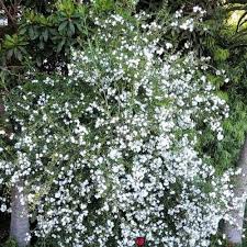 Image result for Freylinia