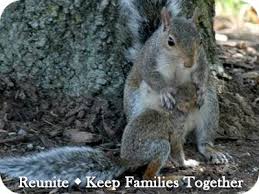 Help A Baby Squirrel Cwra