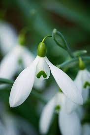32886 White Flowers Winter Flowers Flowers