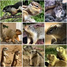 When squirrels emigrate, it's a massive undertaking for them, as it is a dangerous journey, which is why they stay in one place. Squirrel Wikipedia