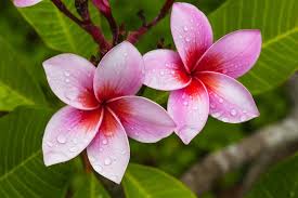 This page describes general observations and characteristics of cultivars of genus plumeria. Plumeria A Beautiful Plant To Add In Your Garden