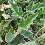 Image result for Cucumis aculeatus