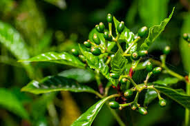 Image result for Psychotria auxopoda