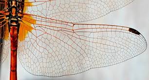 Dragonfly Dragonfly Wings Insect Wings Dragonfly