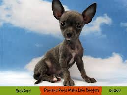 If the puppy has large paws in proportion to its body, it is going to be a large breed. Chihuahua Puppies Petland Rockford