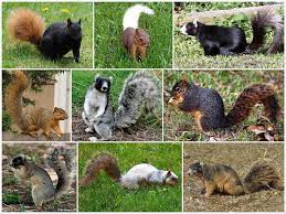 Farnsworth Gladstone A Selection Of Eastern Fox Squirrels These Are Not Sorted By Currently Recognized Subspecies Forms Fox Squirrel Cat Boarding Squirrel