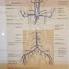 Can you name the cat blood vessels caudal to the heart? 1