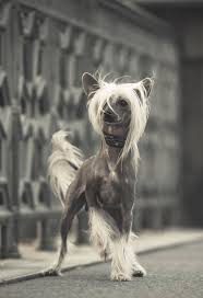 It's about time mahershala ali, zazie beetz, lauren cohan, chad l. Chinese Crested Hairless Dog Dog Photography Hairless Dog Chinese Dog Chinese Crested Hairless
