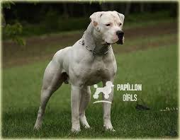 In fact, some are known to jump six feet or more. American Bulldog Google Kereses American Bulldog Google Kereses American Bulldog Google Kereses American Bulldog Puppies American Bulldog Dogs