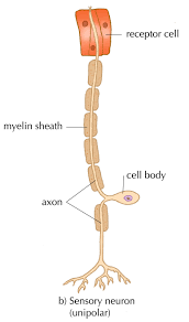 Animal Tissues Plant And Animal Tissues Siyavula