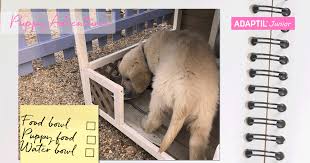 Choosing a puppy food that digests well and avoiding feeding within two. Ep 2 Oops Adventures The Essentials