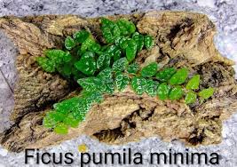Image result for Lepidagathis pallescens