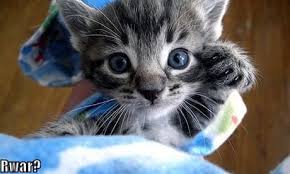 Image result for lolcats