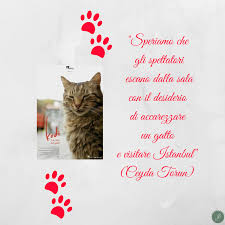 Kedi La Citta Dei Gatti Curiosa Di Natura
