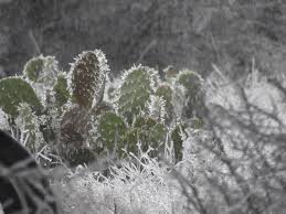 Most are not, and some even come from the in order to find out what kind of cactus you have, assuming there's no tag, you. Massive Winter Storm Grips Much Of Us