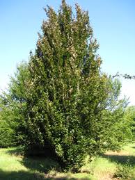 Image result for Fagus sylvatica