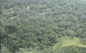 Kajian ekosistem hutan hujan tropika tanah pamah atau hutan dipterokap (lowland dipterocarp forest) bersama universiti malaysia terengganu di hutan lipur sek. Hutan Hujan Tropika Wikipedia Bahasa Melayu Ensiklopedia Bebas