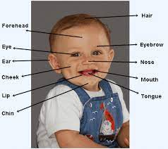 The human head consists of a fleshy outer portion covering a bony substructure called the skull. Body Parts Face Parts In English