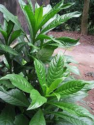 Image result for Blumea adamsii