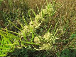 Image result for Alchornea hirtella