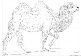 Fill in the correct word:(заполни пропуски верным словом) sharp, lion, wild, dangerous, fur, elephants, wing, crocodile, legs, leopard. Where Is The Camel In The Face Picture Puzzle Wattnewis
