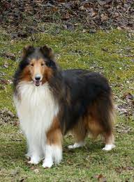 Sable Collie Rough Collie Dog Breeds Collie