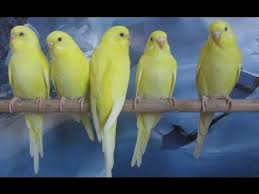 The wild budgie is about 18 centimetres long and it is very tiny in comparison to our favourite pet or. Australian Red Eyes Parrots Cute Budgies How Much Do Parakeets Cost Urdu Hindi Australian Parrots Budgies Parrot