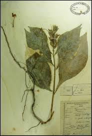 Image result for Ecbolium clarkei