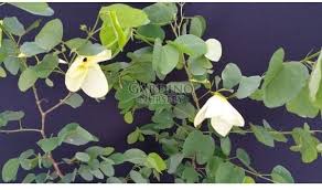 Image result for Bauhinia tomentosa