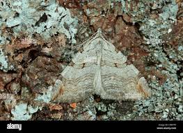 Image result for Aplocera efformata