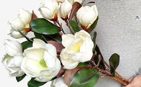 Image result for Magnolia White 1980 Amos and Sons