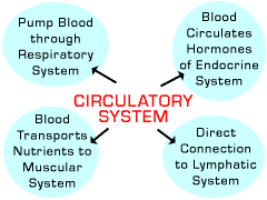 biology4kids com animal systems