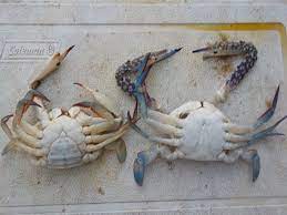 Macam ni cara siang ketam nipah tindih tudung periuk dengan lesung batu supaya ketam tak terlepas. 5 Petua Mudah Cara Nak Pilih Ketam Segar Banyak Isi Dan Yang Best Banyak Telur