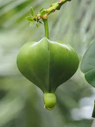 Image result for Barringtonia asiatica