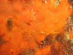 Image result for Crambe kilimandscharica