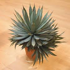 Check the wiki and use the search before asking about care. Agave Indoors Agave Species My Garden Life